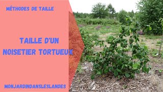 Taille de noisetier tortueux  Monjardindansleslandes [upl. by Junia460]