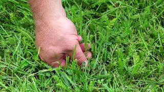 How to make Yarrow Tea from your yard With Jason Hone [upl. by Buckingham]