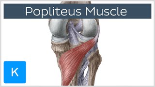 Popliteus Muscle  Origin Insertion Function amp Innervation  Human Anatomy  Kenhub [upl. by Yud]