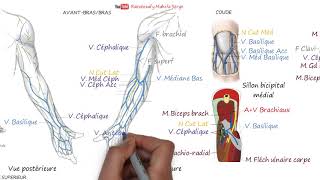 VEINES SUPERFICIELLES DU MEMBRE SUPÉRIEUR [upl. by Nolad]