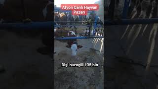 Afyon Canlı Hayvan Pazarı canlıhayvan damızlık düve cow dana simental inek goat bull [upl. by Telrats]