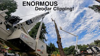 ENORMOUS Deodar Removal Clipping This Tree is Finally Defeated This Friday [upl. by Aleakcim91]