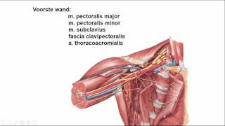 oksel regionale anatomie [upl. by Harriot]