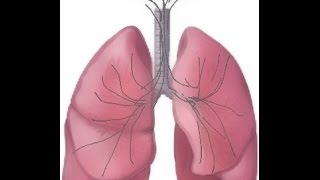 BREATH SOUNDSNormal Fluid Overload AtelectasisorPneumonia [upl. by Cathie967]