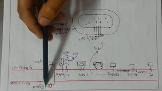 Phosphotidyl inositol derived second messenger [upl. by Frieda]