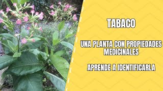 Planta de Tabaco Clasificación y Cómo Identificarla [upl. by Sices698]