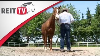 Horsemanship  die Bodenarbeit mit dem Pferd [upl. by Heilner]