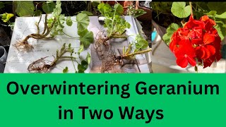 Overwintering Plants and Geraniums with two Methods  How to Overwinter Geraniums Plant [upl. by Silin]