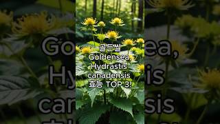 골든씰Goldenseal Hydrastis canadensis의 효능 TOP 3 [upl. by Elicec]