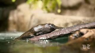 Platypuses debut at the San Diego Zoo Safari Park [upl. by Christianity]