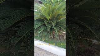 Cycas circinalis Sago palm plantSlow growing ornamental drought tolerant plant of India [upl. by Ainnat44]