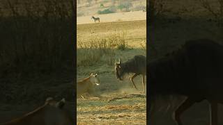 wildebeest vs lions animals wildebeest lions viral [upl. by Hairu312]