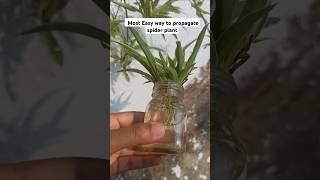 How to propagate spider plants [upl. by Lehet774]