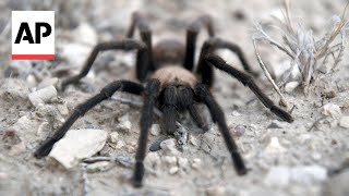 Tarantula mating season brings spider lovers to Colorado [upl. by Yerfej]