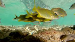 Snorkeling Jibacoa Cuba Feb 2019  1440p 60fps [upl. by Morly]