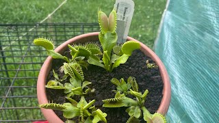 Repotting Venus fly traps in new mix [upl. by Lepley]