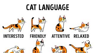 HOW TO UNDERSTAND YOUR CAT BETTER [upl. by Nan]