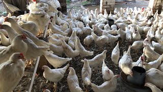 white Layer Poultry Farming Business In Pakistan  Layer Murgi Small Setup [upl. by Rofotsirk174]