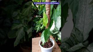 Repotting A Epipremnum pinnatum albo  Indoor Plant Care indoorplants pothosplant [upl. by Rawden907]