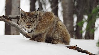 Lynx Shadows of the Forest [upl. by Shedd]