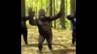 Harambe Dance Tribute [upl. by Figge]