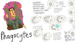 Phagocytes white blood cells that identify and destroy pathogens through phagocytosis [upl. by Brew]