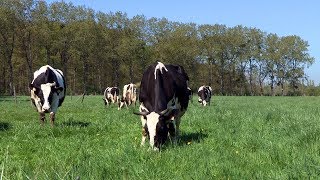 Lélevage bio des vaches laitières à la Bergerie nationale [upl. by Bevis535]