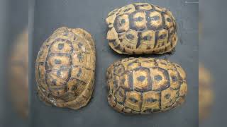 Reptile Care Greek Marginated amp Egyptian tortoises [upl. by Ateloiv548]