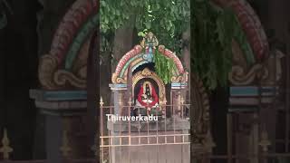 Arasamarathu pillayar in karumari Amman temple near thiruverkadu Chennai music bgm history [upl. by Reginald]