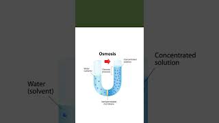 Osmosis and Diffusion  Short Science Explanation 1 biology youtubeshorts shorts [upl. by Ezana]