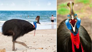 Top 10 Largest Flightless Birds [upl. by Anaerol]