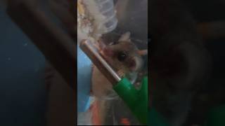 New pets Dormouse [upl. by Enaled495]