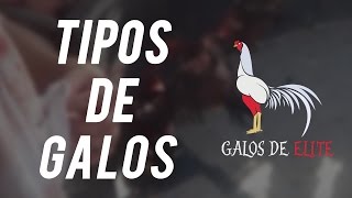 COR  PENUGEM  DE GALOS DE RAÇA [upl. by Rawdin]