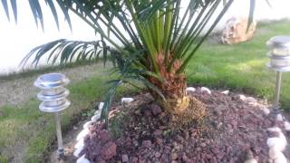 Cycas jardin [upl. by Toor]