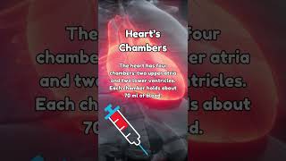 Heart Chambers Anatomy the basics you need to know 💗 [upl. by Jo Ann504]