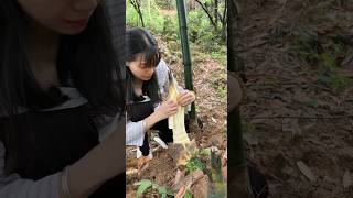 The original ecology of nature Bamboo shoots crisp and tender farming [upl. by Strader]