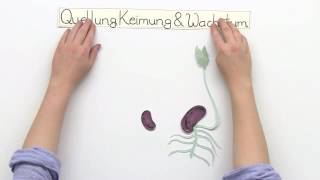 QUELLEN KEIMUNG WACHSTUM  Biologie  Biologie der Pflanzen und Pilze Mittelstufe [upl. by Eiaj]