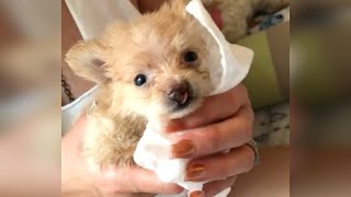 Rescue The Poor Tiny Puppy Cleft Palate But So Adorable And Active [upl. by Duomham]