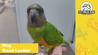 Current Hand Reared Pet Parrots  11124  Victorian Bird Co [upl. by Aindrea]