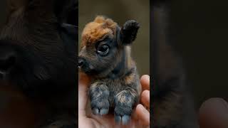 Muskox cute  Muskox baby [upl. by Htessil822]