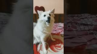 My Tuffy reaction on dog crying 🔊 dog dogloverschannel shortsfeed funny dogowner animal [upl. by Nedearb]