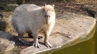 Captivating Plaintive Cry of a Lovelorn Capybara Donguri 恋に落ちたカピバラドングリの魅惑的な哀愁を帯びた叫び 迷戀水豚的迷人哀嘆 [upl. by Yearwood853]