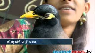 Mynah amazing bird that can imitate any sound ജീതുവിന്‌ കൂട്ട് വാവ [upl. by Ogren]