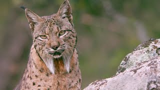 The Elusive Iberian Lynx  Wild Stories  BBC Earth [upl. by Morganstein]