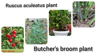 Ruscus aculeatus plant how to grow and care ruscus aculeatus plant [upl. by Anna-Diane]