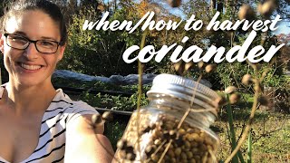 When amp How to Harvest Coriander Cilantro Seed  DryingStoring Tips [upl. by Zilevi]