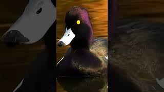 Real sounds of tufted ducks kuifeend tufted [upl. by Upton212]