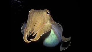 Bioaccumulation of Heavy Metals in Cuttlefish Sepiella Inermis from Visakhapatnam Coastal Waters [upl. by Bradman]