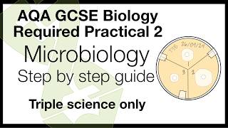 AQA Biology Practical 2 Microbiology Walkthrough  Method  Exam Help [upl. by Attenaej]