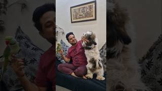 Pablo Chapo ki Papa mAsti 😁 youtubeshorts shorts funny pablofamily [upl. by Eineeuq]